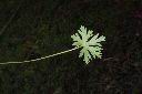 野老鸛草-葉背00.JPG