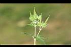 野老鸛草-實09.JPG