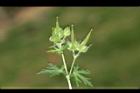 野老鸛草-實11.JPG
