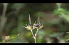 野老鸛草-實15.JPG