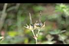 野老鸛草-實18.JPG