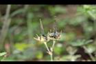 野老鸛草-實20.JPG