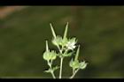 野老鸛草-實23.JPG