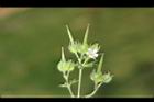 野老鸛草-實24.JPG