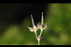 野老鸛草-實38.JPG