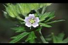 野老鸛草-花00.JPG