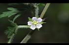 野老鸛草-花01.JPG