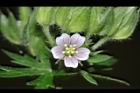 野老鸛草-花03.JPG