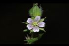 野老鸛草-花04.JPG