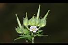 野老鸛草-花實00.JPG