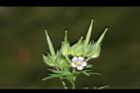 野老鸛草-花實01.JPG