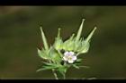 野老鸛草-花實02.JPG