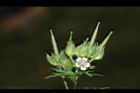野老鸛草-花實03.JPG