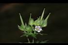 野老鸛草-花實05.JPG
