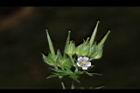 野老鸛草-花實06.JPG