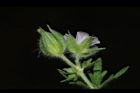 野老鸛草-花萼00.JPG