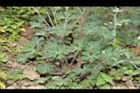 野老鸛草-葉00.JPG
