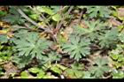 野老鸛草-葉03.JPG