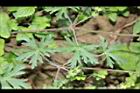 野老鸛草-葉04.JPG