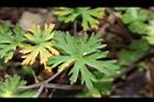 野老鸛草-葉05.JPG