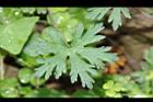 野老鸛草-葉正01.JPG