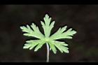 野老鸛草-葉正02.JPG