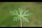 野老鸛草-葉正06.JPG