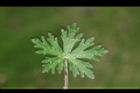 野老鸛草-葉正07.JPG