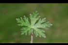 野老鸛草-葉正08.JPG