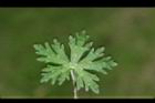 野老鸛草-葉正09.JPG