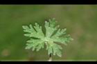 野老鸛草-葉正10.JPG