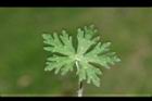 野老鸛草-葉正11.JPG