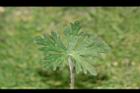 野老鸛草-葉正12.JPG