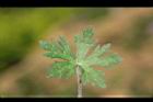野老鸛草-葉正13.JPG
