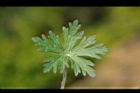 野老鸛草-葉正14.JPG