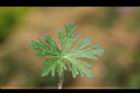 野老鸛草-葉正15.JPG