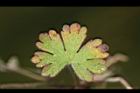 野老鸛草-葉正21.JPG