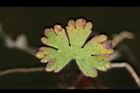 野老鸛草-葉正22.JPG