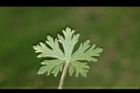 野老鸛草-葉背01.JPG