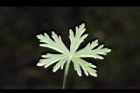 野老鸛草-葉背06.JPG