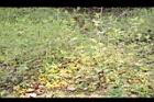 野老鸛草01.JPG