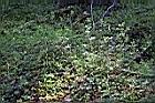 野老鸛草04.JPG