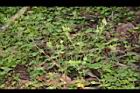 野老鸛草05.JPG