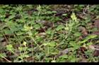 野老鸛草06.JPG