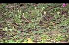 野老鸛草09.JPG