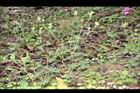 野老鸛草10.JPG