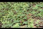野老鸛草12.JPG