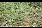 野老鸛草13.JPG