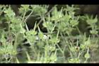 野老鸛草18.JPG