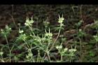 野老鸛草20.JPG